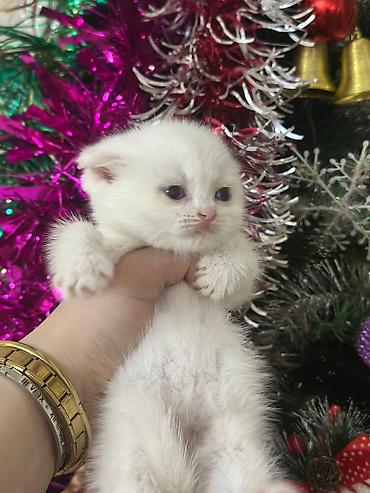 Pişiklər: Şotland — 8