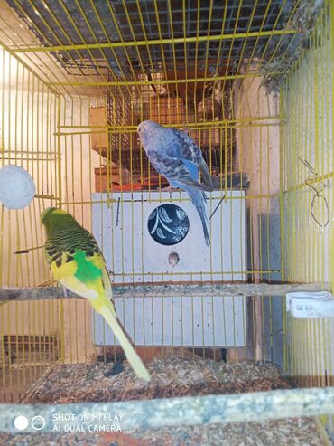 Digər quşlar: Çex cütler satılır papuqaylar təmiz qan vıstıvıcnıy vıstıvka sərgi — 17