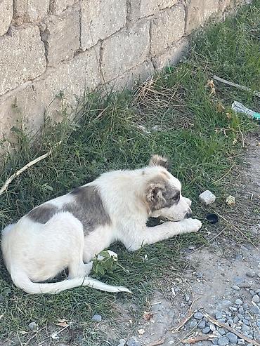 doyuş iti: Məhsul: Gənc itlər (2 baş) Bag evi olanlar ucun, dishi tula, aktiv — 6