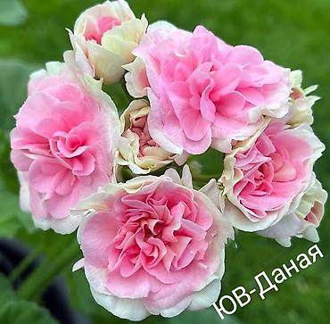 Герани и пеларгонии: Пеларгонии (герань зональная) — сортовые кустики в горшках — 21