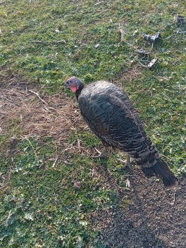 Hinduşka: Məhsul: Hinduşka sürüsü Təsvir: - Şəkillərdə müxtəlif rənglərdə — 4