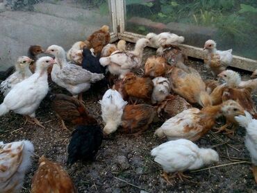 бойцовые птицы: Продаю 40дневных цыплят разных пород. Есть 140 шт. Вакцинированные