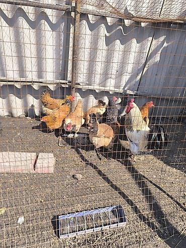 Куры, петухи: Продаю | Куры | Домашняя | Для разведения — 9