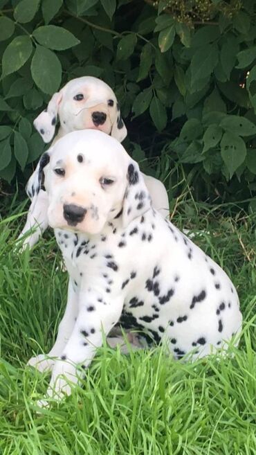 all star in Ελλαδα | Γυναικεία είδη Υπόδησης: AKC Register Dalmatian Puppies The puppies are AKC registered