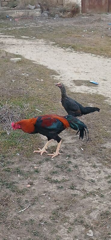 Toyuqlar: Toyuq, Damazlıq, Ödənişli çatdırılma — 10