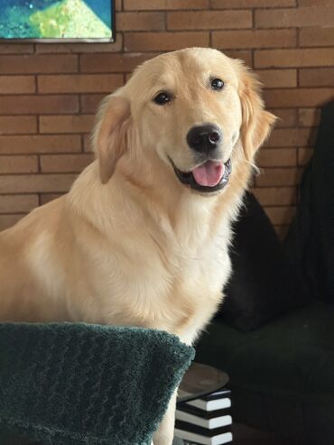 golden rotriver: Retriever, 9 ay, Dişi, Peyvəndli, Pulsuz çatdırılma