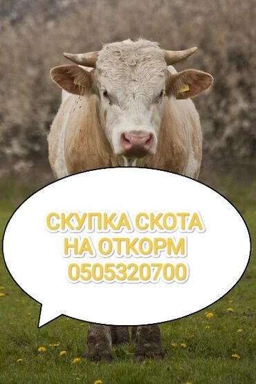 лошадь на продажу: Куплю | Коровы, быки, Лошади, кони | На откорм, Откормленные