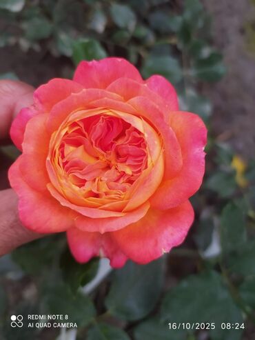 Şitillər: Məhsul: Bağ bitkiləri və meyvə fidanları seçimi - Hibiskus (Rose of — 85