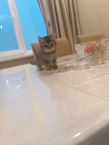 Pişiklər: Britan — 1