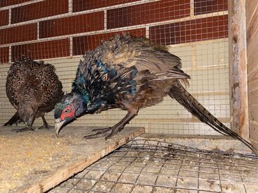 ordek balasi nece gune cixir: 1 dişi 1 erkək
Qiymət cütünə aitdir