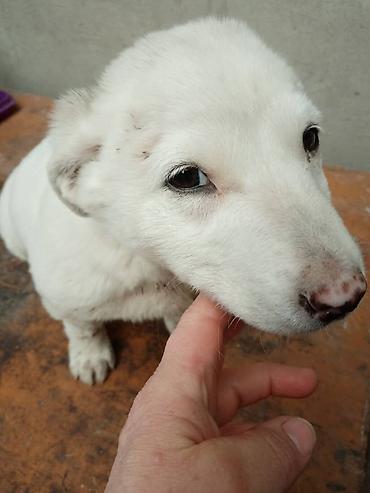 Отдам даром собаку: Щенок белого окраса - Порода: без породной принадлежности (метис) - — 1