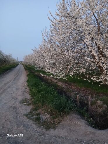 Torpaq sahələrinin satışı: Maklerlər narahat etməsin — 1