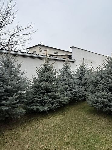 Ель: Продаю Ели голубые от 2-4 метров, колоновидные туи 4 метровые: густые — 1