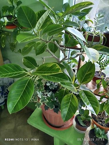 Хойи: Детки сортовой хойи, цены уточнять — 13