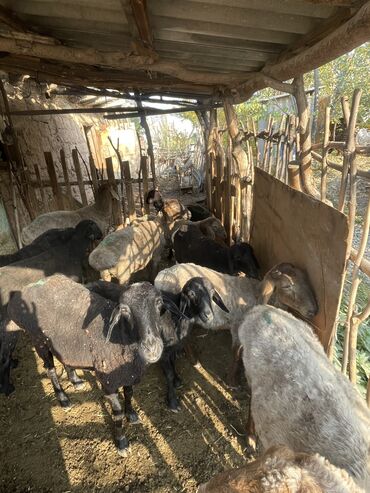 дойный коза: Сатам | Кочкор (эркек), Ургаачы кой (ургаачы), Козу | Арашан | Көбөйтүү үчүн, Союуга