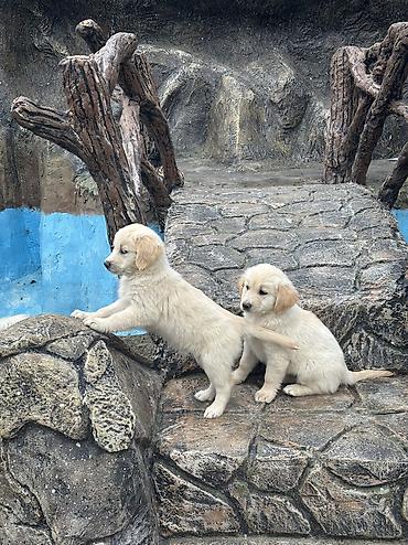 it satisi gence: Retriever — 6