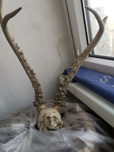 дом вещи: При покупке квартиры бывший хозяин оставил в качестве подарка. Кто