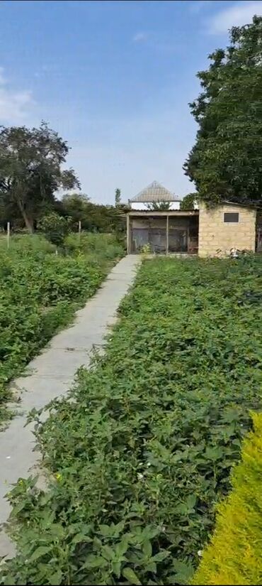 Torpaq sahələrinin satışı: 50 sot, Kənd təsərrüfatı — 3