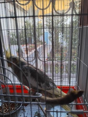 Quşlar: Nymph quşu (Cockatiel) - Növ: Nymph/Cockatiel - Rəng: boz-ağ qarışıq — 4