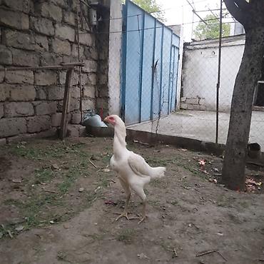 Toyuqlar: Toyuq, Damazlıq — 9