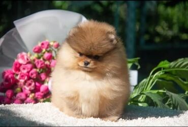 даром собака: Продается чистокровный щенок Померанского шпица Возраст: 3 месяца