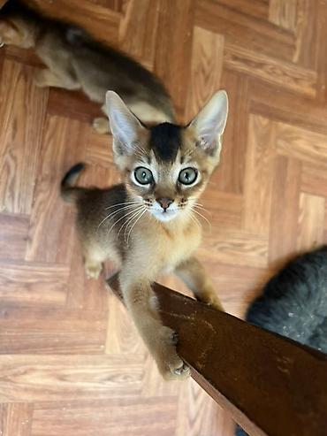 Мышыктар сатылат: 🐾 Абиссинские котята — очаровательные малыши в поисках любящих хозяев! — 8