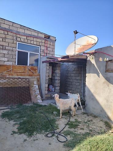heleb keci: Dişi, Zanen, il: 1, 60 kq, Damazlıq, Pulsuz çatdırılma — 3