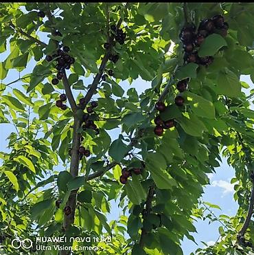 berde kiraye evler: 270 sot, Kənd təsərrüfatı, Mülkiyyətçi, Kupça (Çıxarış) — 7