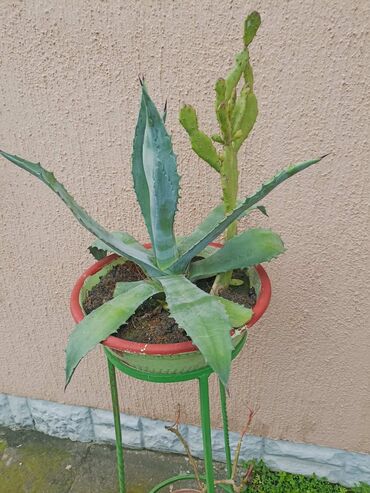 Vaze i saksije: Bоја - Zelena, Novo na lalafo.rs — 3 Vaze i saksije: Bоја - Zelena, Novo — 3