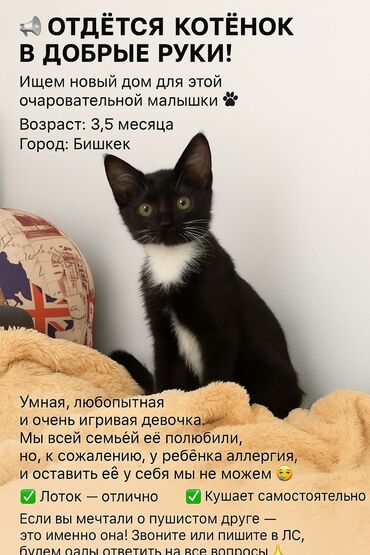 как купить кошку: Мышык бекер берилет: Породасыз, 3 айлык, Ургаачы, Эмделген