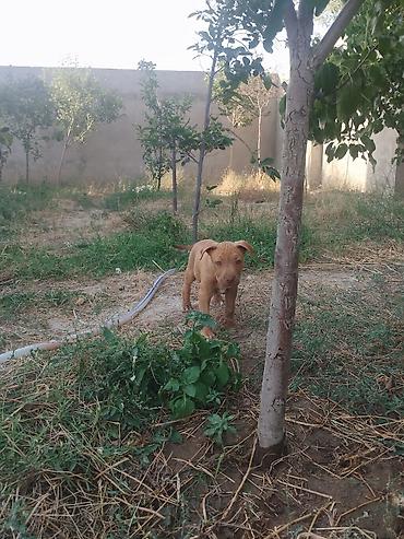 İtlər: Pitbul, 2 ay, Erkek -da lalafo.az — 5 İtlər: Pitbul, 2 ay, Erkek — 5