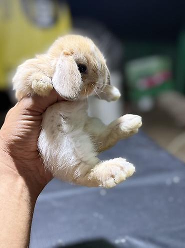 dovşan satılır: Mini Lop (asqılıqulaq) balaları - Cins: Mini Lop (asqılı qulaqlar — 9