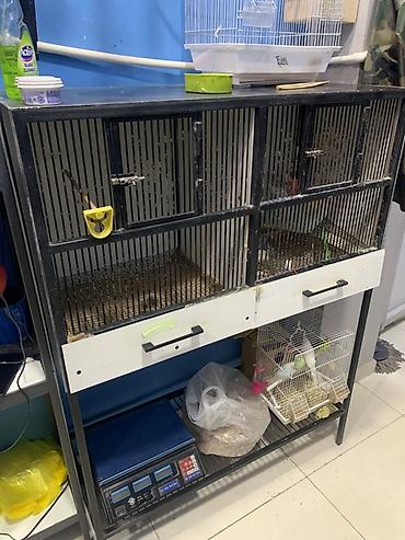 filter akvarium: Magaza baglandıqı ucun vitrınler TECİLİ SATİLİR — 4