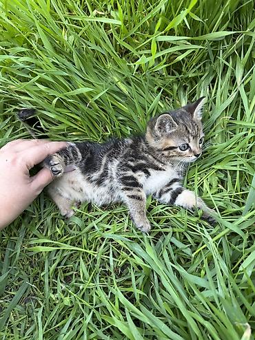 Продажа кошек: 🐾 Очаровательные котята ищут дом! 4 пушистых малыша готовы подарить — 14