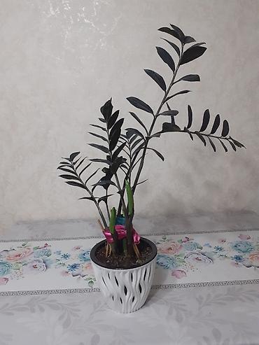 Бөлмө өсүмдүктөрү: СРОЧНО продаются красивые ухоженные цветы: долларовое дерево — 8