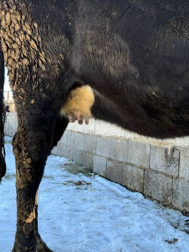 Коровы, быки: Продаю | Корова (самка) | Полукровка | Для молока | Привязанные — 5