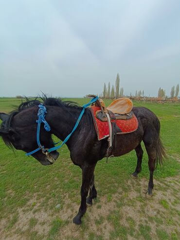 сколько стоит арабская лошадь: Продаю | Конь (самец) | Конный спорт | Племенные