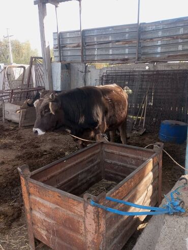 корова дойный: Продаю | Бык (самец) | На откорм | Привязанные