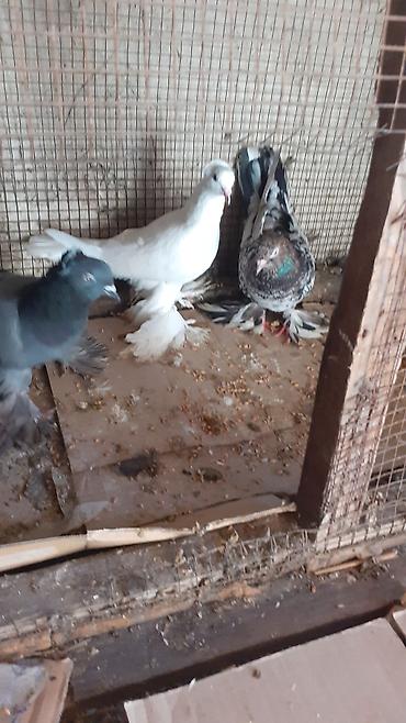 tap az qusar heyvanlar: Cins göyərçinlər – 3 ədəd iri lelekli kekilli quslar satilir goy — 7