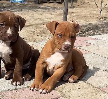 pitbull balaları: Pitbul, 2 ay, Erkək, Peyvəndli, Ünvandan götürmə — 4