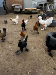 Toyuqlar: Toyuq, Yumurtalıq, Ünvandan götürmə — 7