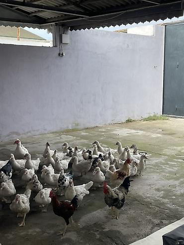 disi danalar: Salam hamısı laldı erkekde var dişide balacası 15m böyükü 20 — 2