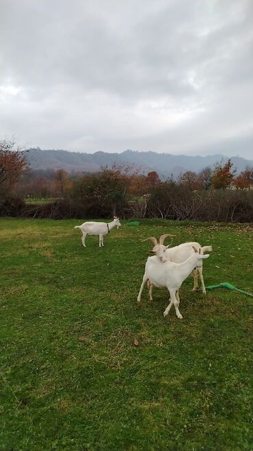 Keçi, çəpiş: Sanen safqan Südlük-törədici keçilər - Cins: ağ rəngli yerli/saanen — 11