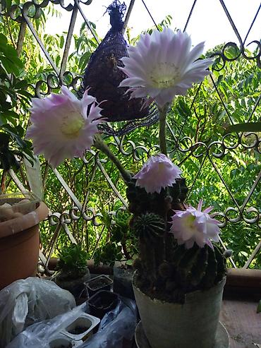 epimedium bitkisi satisi: Ev üçün dekorativ saksı bitkiləri dəsti - Kaktuslar: Şəkillərdə — 3