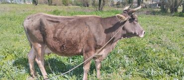 Продаю | Корова (самка) | Швицкая | Для молока | Не стельные