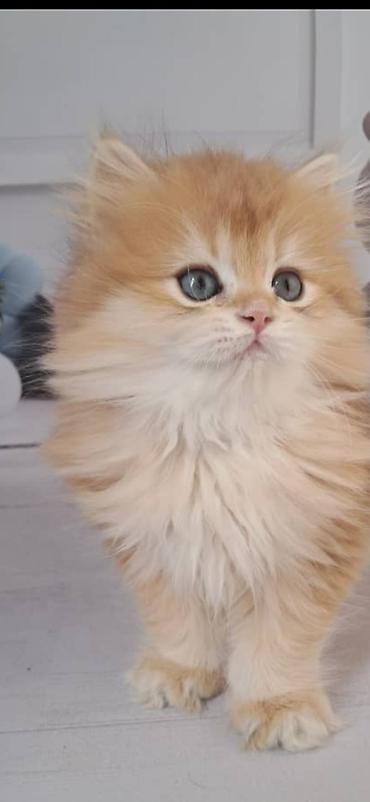 Продажа кошек: Британская короткошёрстная, 2 месяца, Девочка — 2
