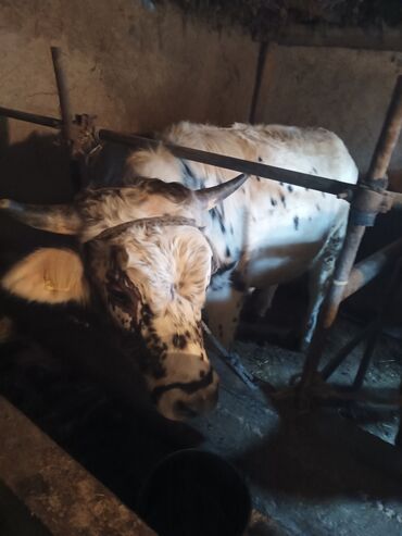 Коровы, быки: Продаю | Бык (самец) | На откорм | Привязанные — 7