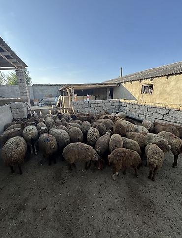Qoyunlar, qoçlar: Salam her kiloda var 5,10,15,20,25,30,35,40 kilogram quzu lar satılır — 2