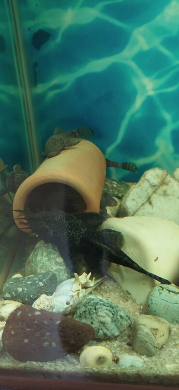 şamayka balığı: Ansitrus sanitar baliglar satilir 11 denedi 3 denesi ag albinoslardi