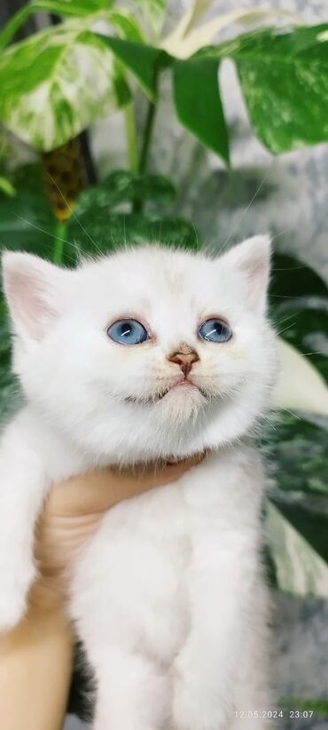 британская короткошерстная кошка шиншилла: Выставляется на продажу чистокровная шотландская девочка в окрасе